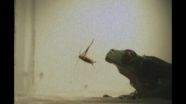 Frog Catching Fly With Tongue Gif